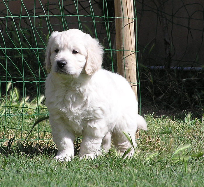 cachorro 6 semanas ( Koda x Beti )